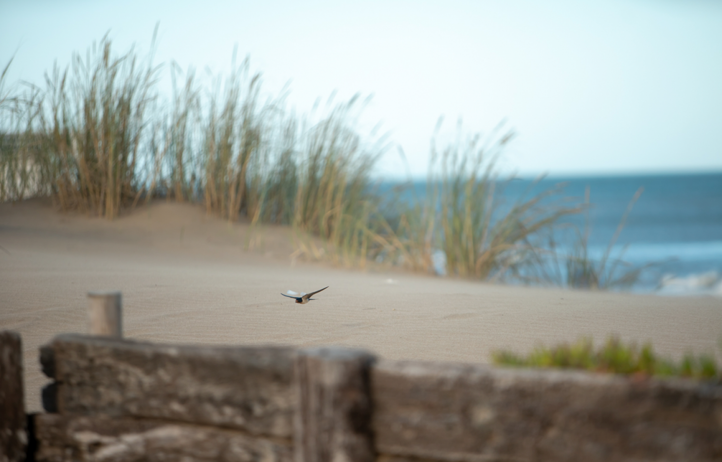 LOTE EN VENTA EN PINAMAR NORTE - ENTORNO RESIDENCIAL Y ZONA TRANQUILA