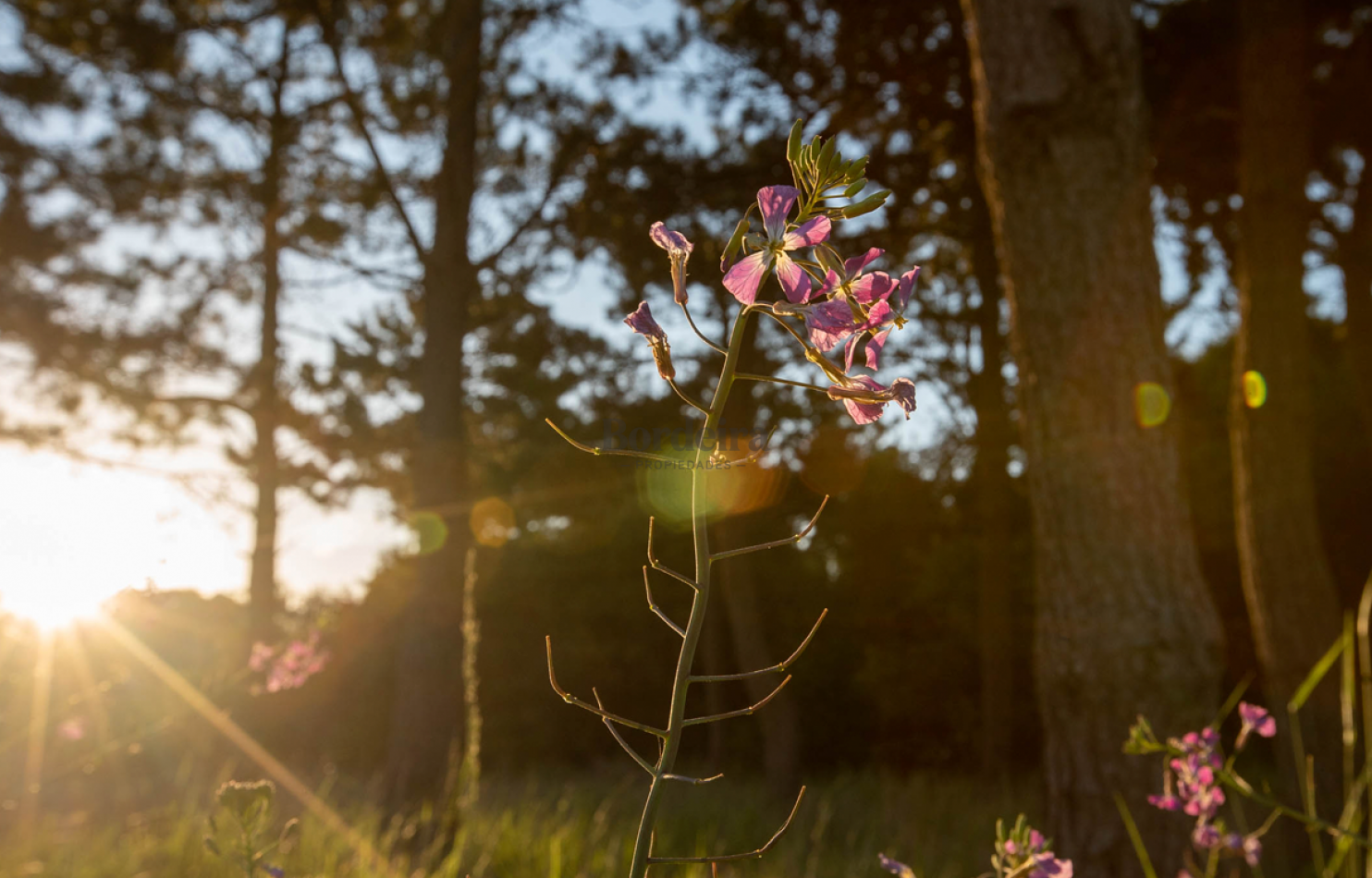 LOTE EN VENTA EN PINAMAR - HESPERIDES, 973 M² EN ZONA RESIDENCIAL CONSOLIDADA